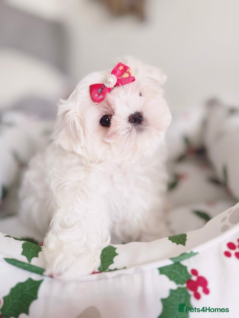 Maltese dogs ✨READY NOW stunning full Korean maltese girl✨ - Advert 12