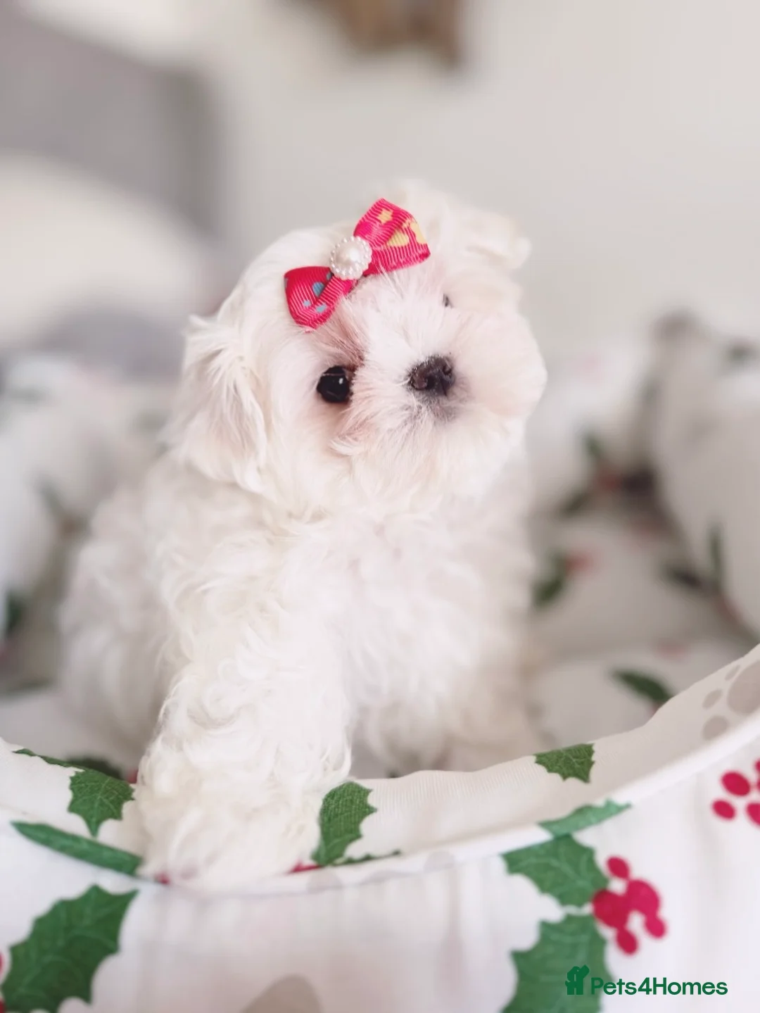 Maltese dogs for sale: ✨stunning full Korean maltese girl 🧬 tested✨ - Advert 4