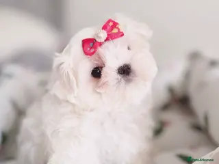 Maltese dogs ✨READY NOW stunning full Korean maltese girl✨ - Advert 12