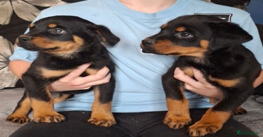 Rottweiler dogs in Lutterworth - Advert 4