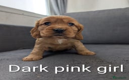 Cocker Spaniel dogs for sale: Cocker spaniel puppies - Advert 7