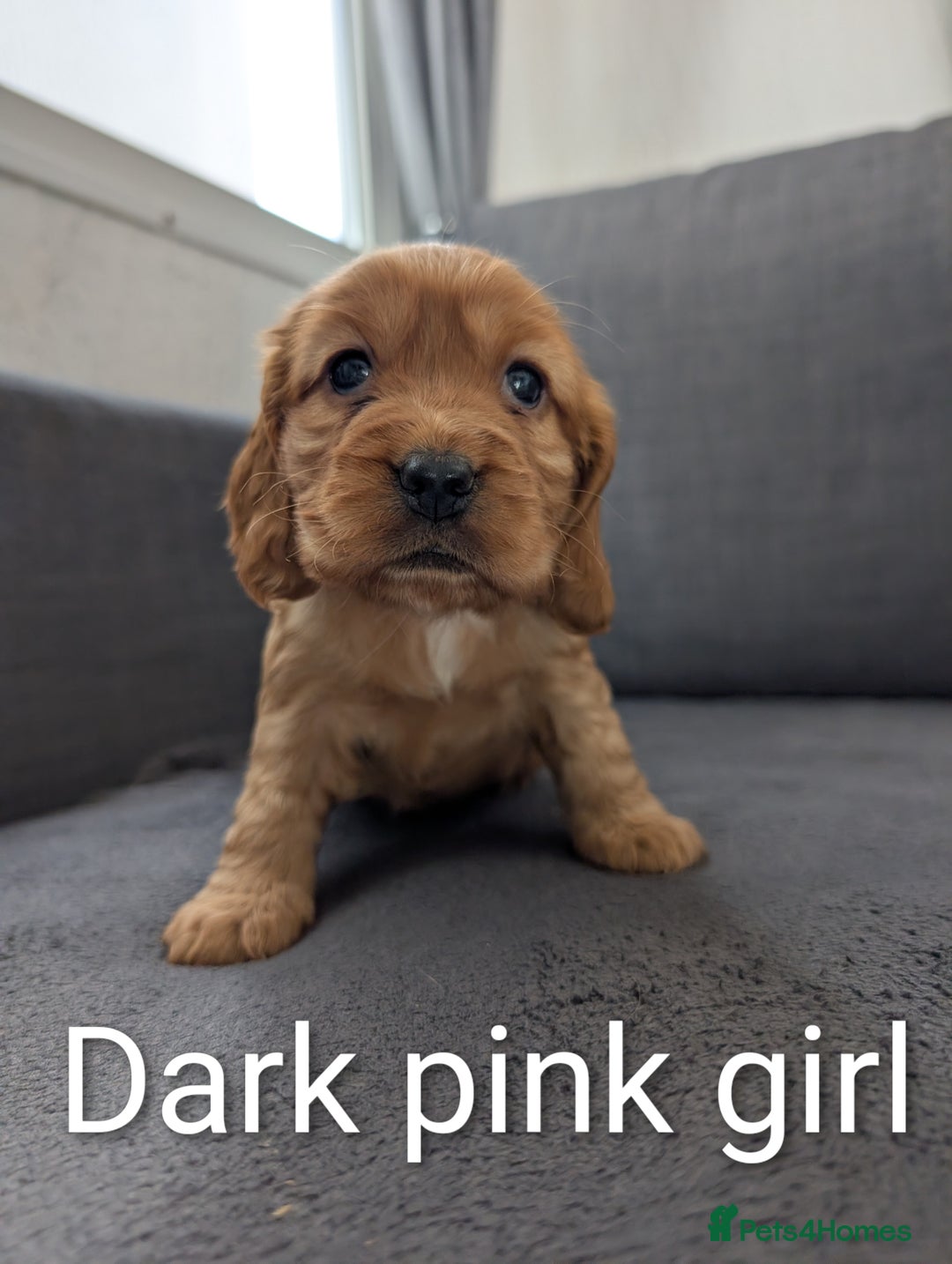 Cocker Spaniel dogs for sale: Cocker spaniel puppies - Advert 7