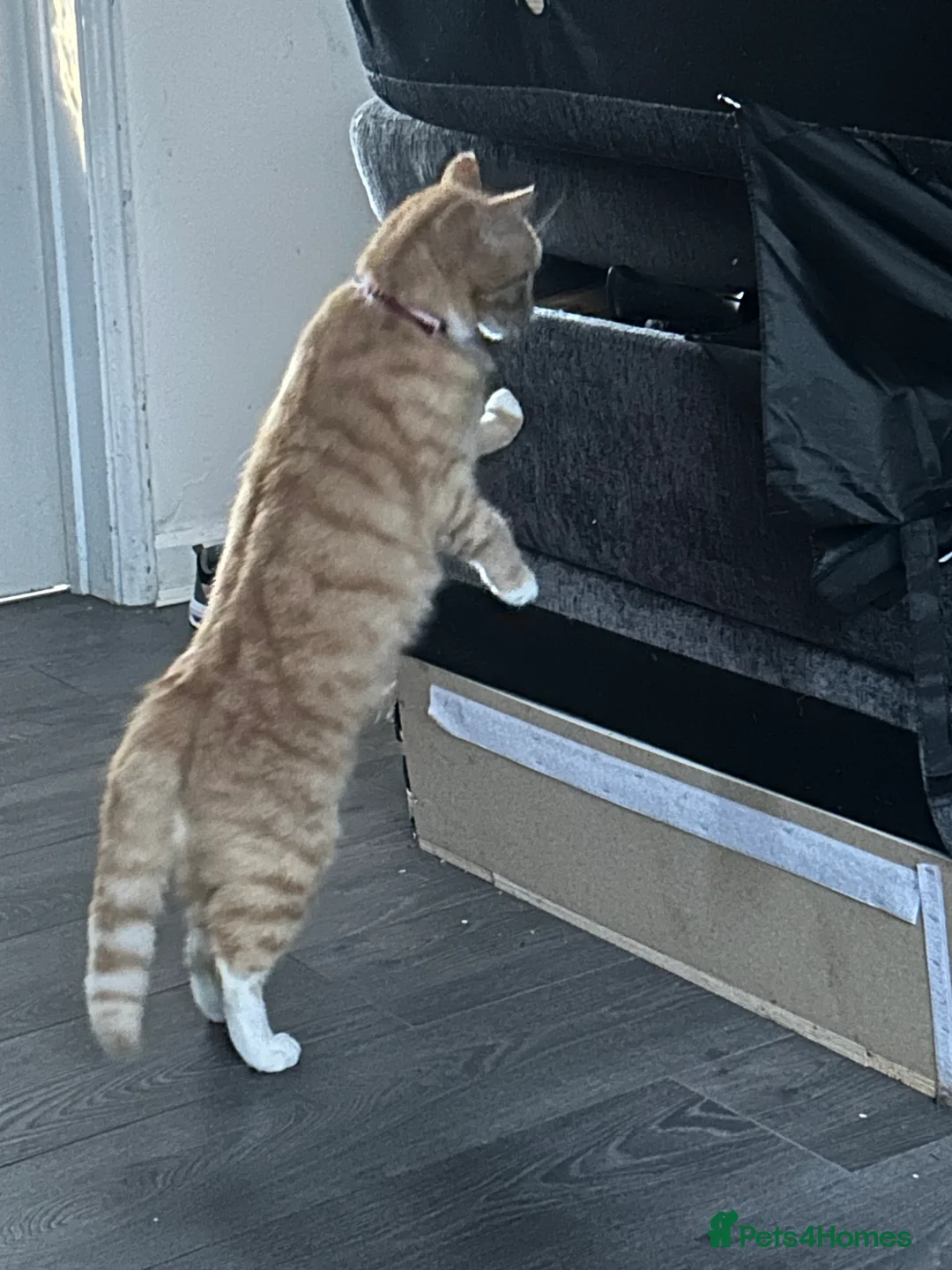 Mixed Breed cats for sale: Female cat - Advert 1