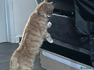 Mixed Breed cats Female cat - Advert 1