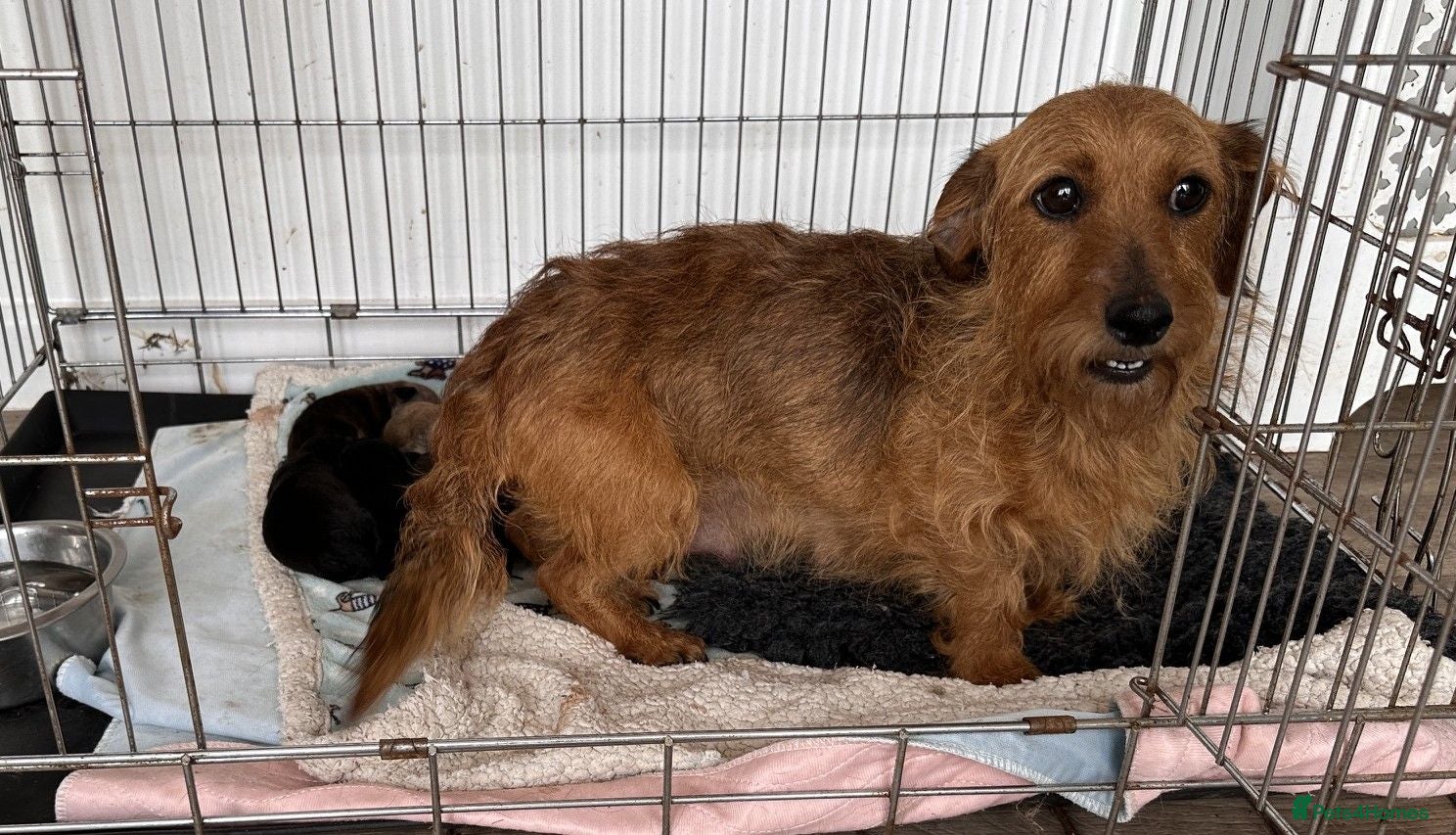 Mixed Breed dogs dach x chi x shitz pups available 5* homes - Advert 1