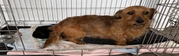 Mixed Breed dogs for sale: dach x chi x shitz pups available 5* homes - Advert 1