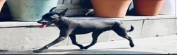 Mexican Hairless dogs for sale: NEW intermediate size. - Advert 5
