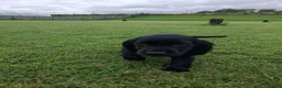 Cocker Spaniel dogs for sale: Working cocker spaniel pups  - Advert 16