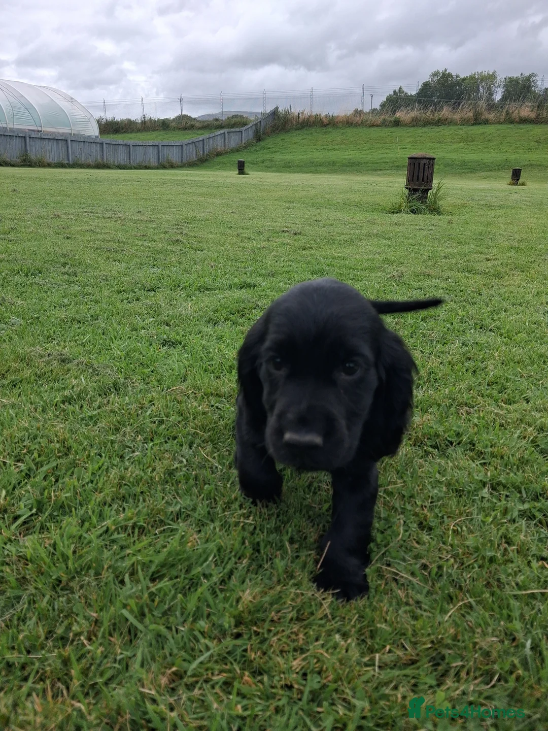 Cocker Spaniel dogs for sale: Working cocker spaniel pups  - Advert 16