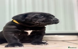 Bandog dogs for sale: BANDOG PUPPIES – SERIOUS QUALITY, SERIOUS PRESENCE - Advert 7