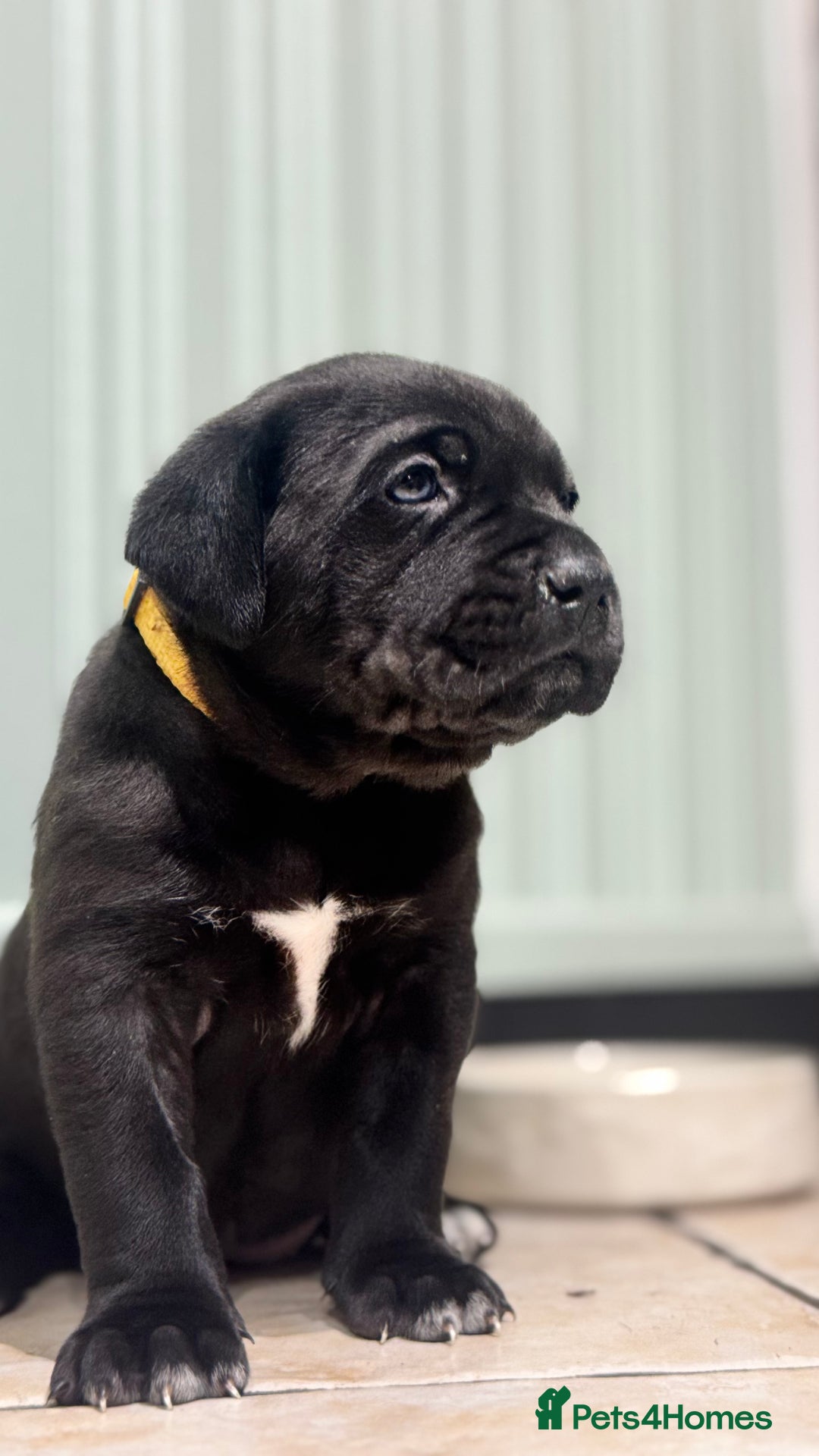 Bandog dogs for sale: BANDOG PUPPIES – SERIOUS QUALITY, SERIOUS PRESENCE - Advert 7