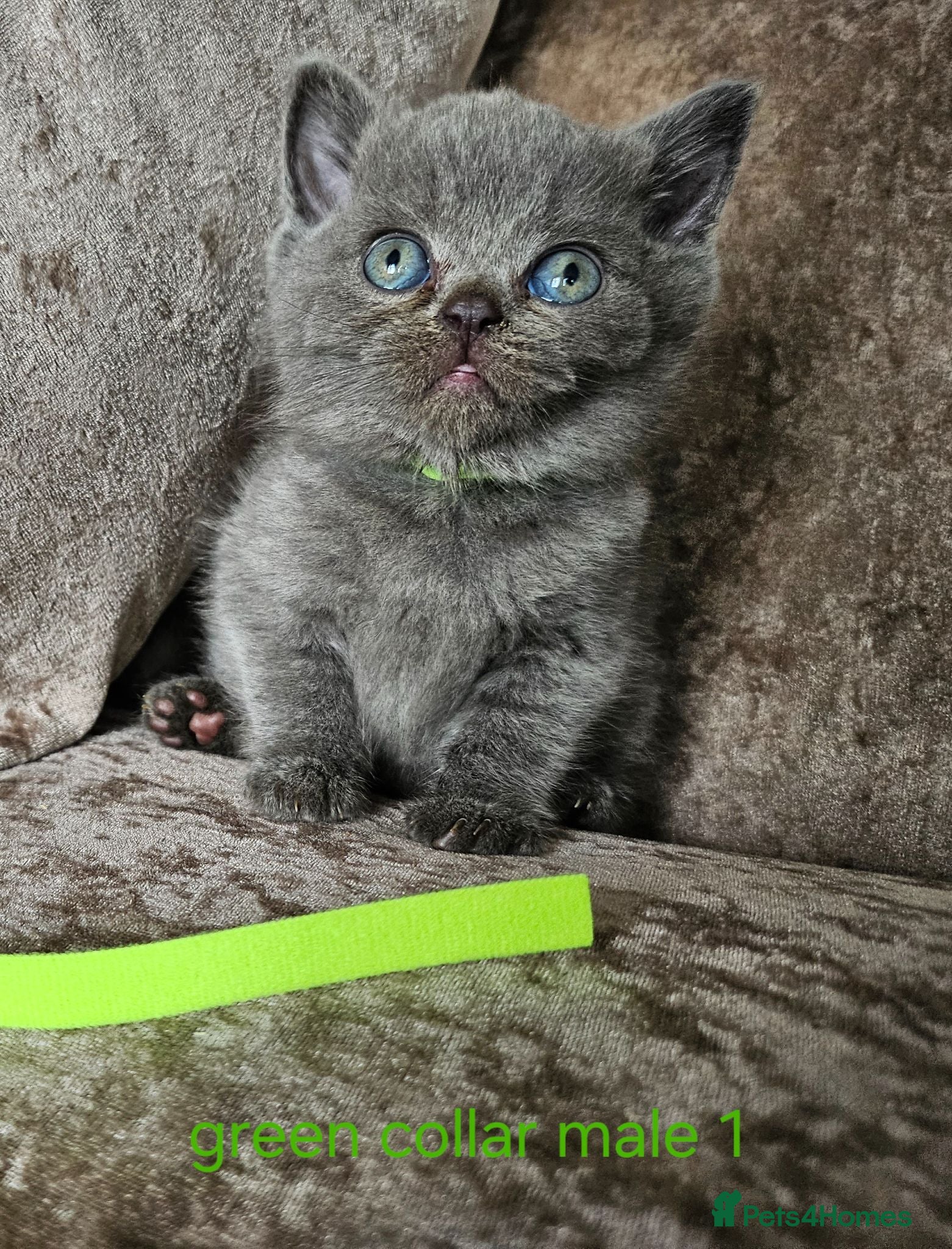 British Shorthair cats 5 pedigree British blue shorthairs kittens  - Advert 5