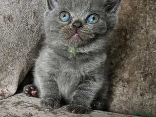 British Shorthair cats 5 pedigree British blue shorthairs kittens - Advert 5