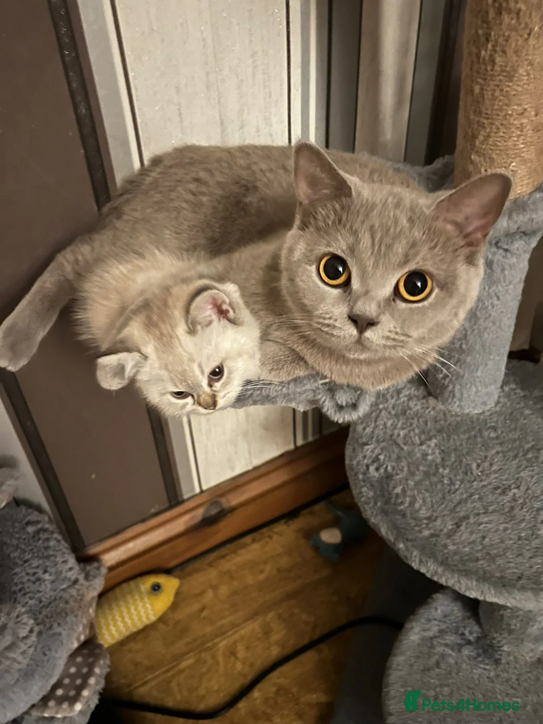 British Shorthair cats for sale: 💐sliver British shorthair 💗🌸 - Advert 2