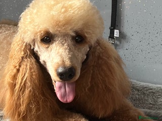 Miniature Poodle dogs in Grimsby - Advert 27