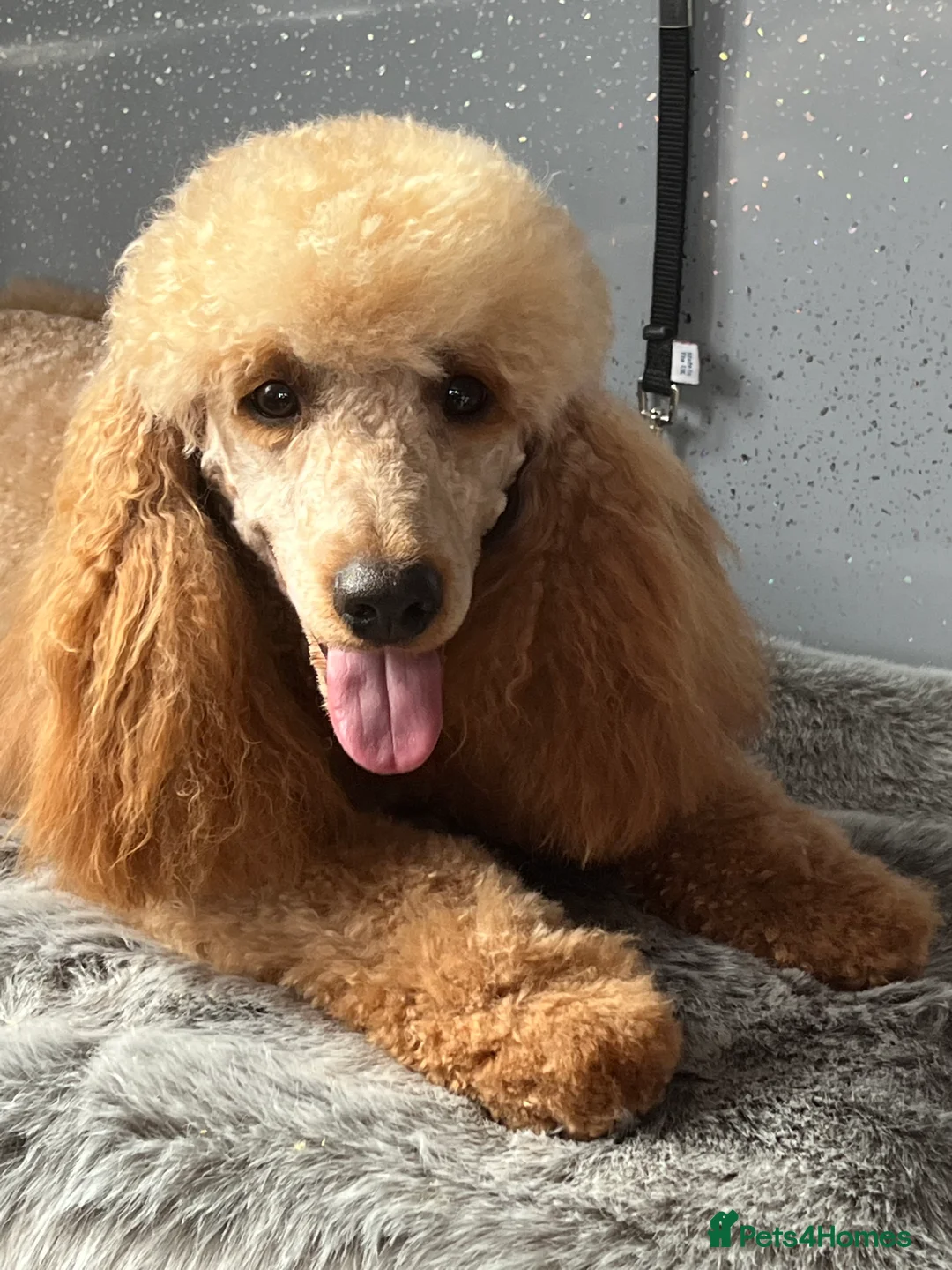 Miniature Poodle dogs for stud: Miniature Poodle for Stud, Lincolnshire  in Grimsby - Advert 2