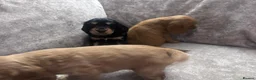 Cocker Spaniel dogs for sale: KC REGISTERED COCKER SPANIELS - Advert 9