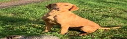 Labrador Retriever dogs for sale: FOX RED LABRADOR PUPPIES PARENTS HEALTH TESTED in Chepstow - Advert 16