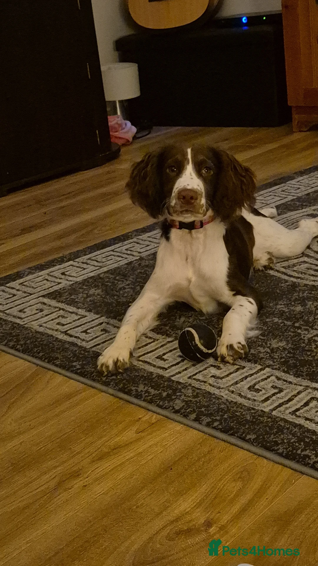 Sprocker dogs for sale: 9month Sprocker pup in Pembroke Dock - Advert 5