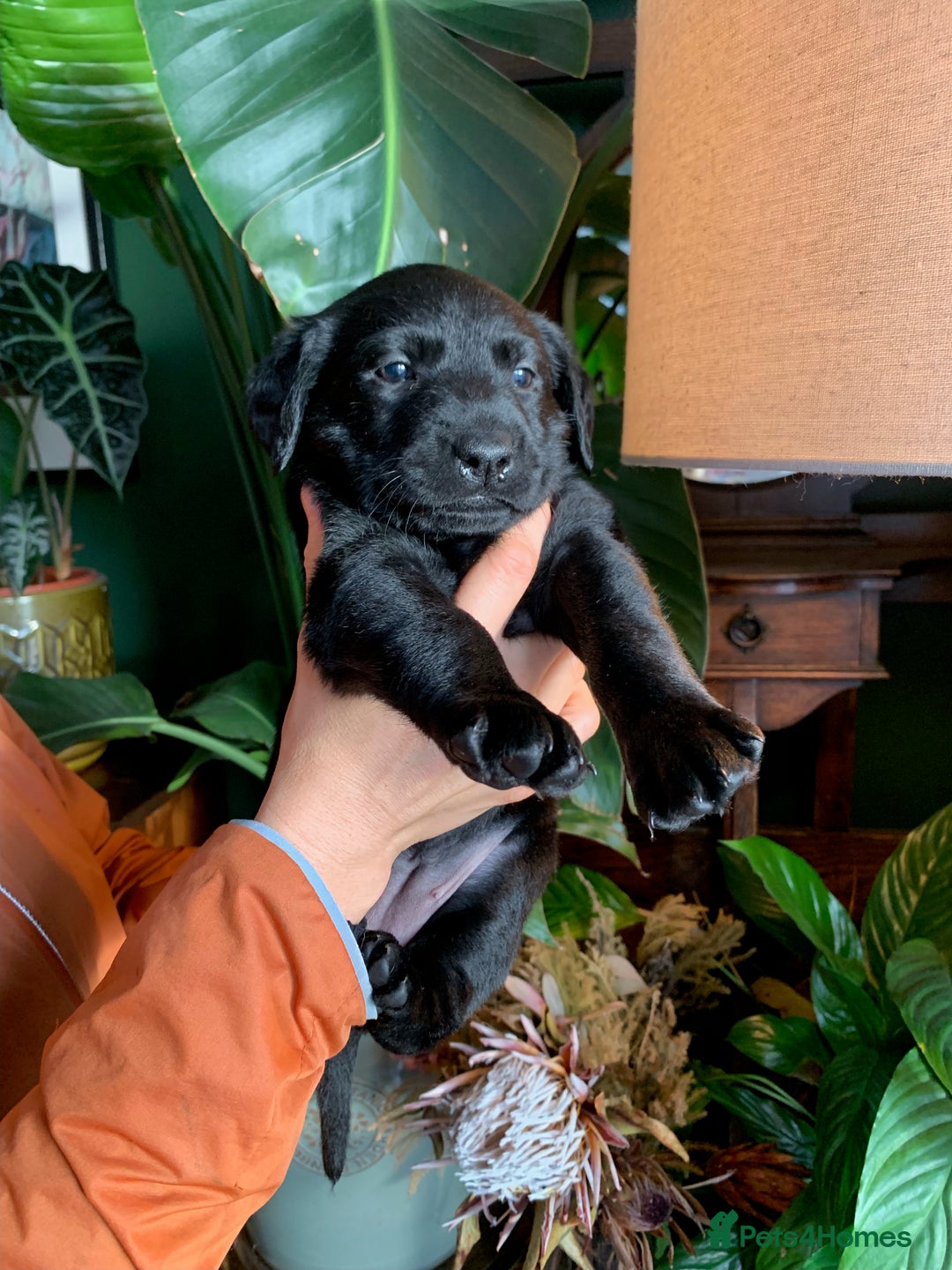 Labrador Retriever dogs for sale: Gorg KC reg labradors with amazing lineage - Advert 10