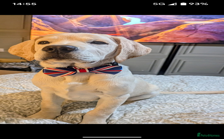 Labrador Retriever dogs - Advert 2