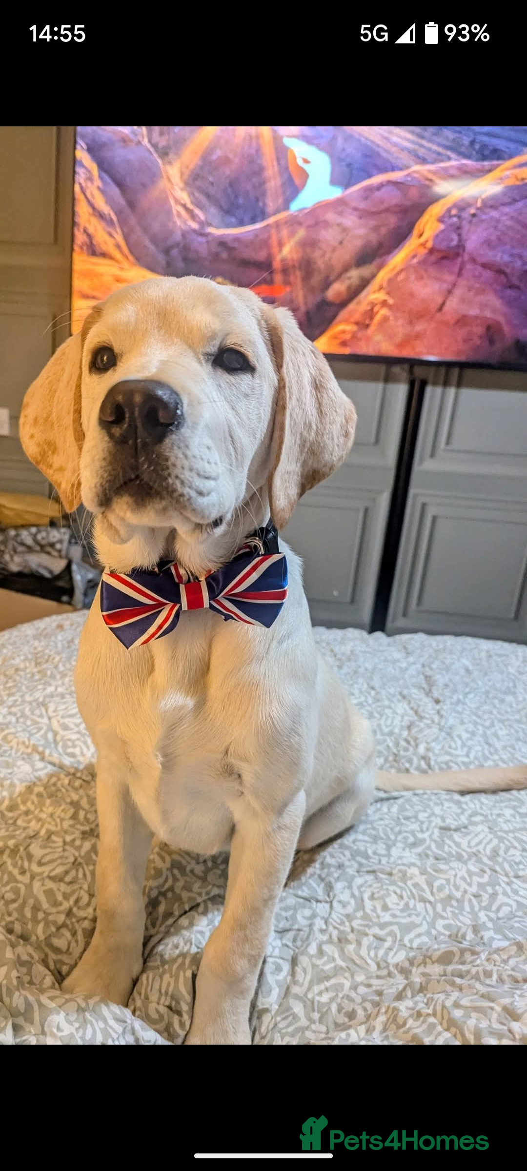 Labrador Retriever dogs for sale: Labrador puppy for sale - Image 1