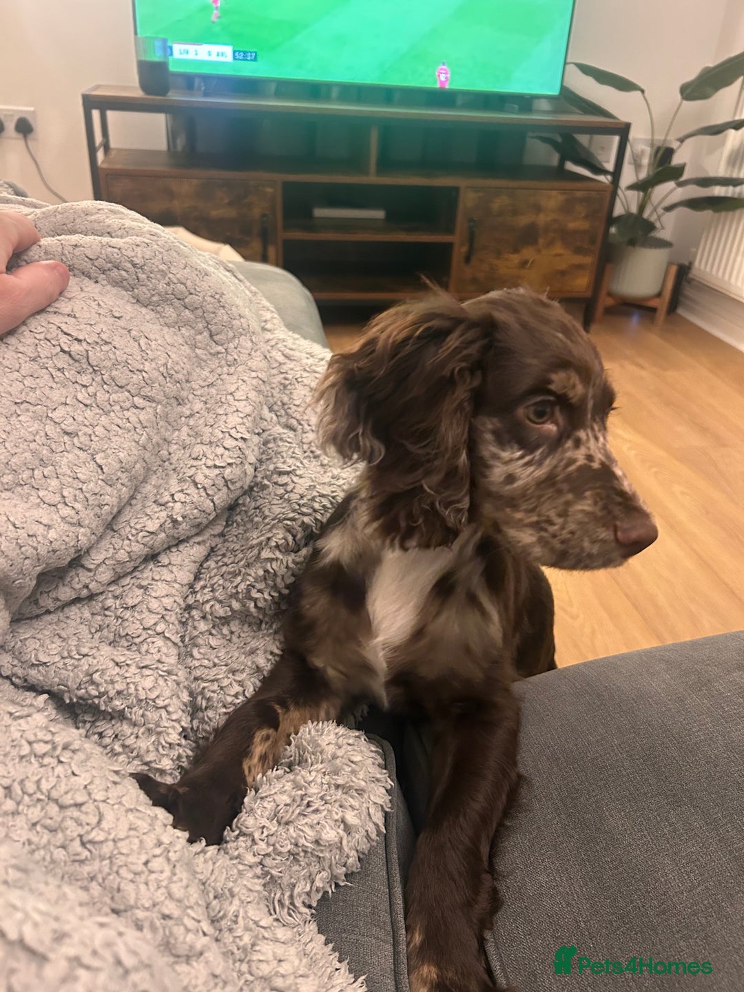 Cocker Spaniel dogs for sale: Cocker spaniel  - Image 1