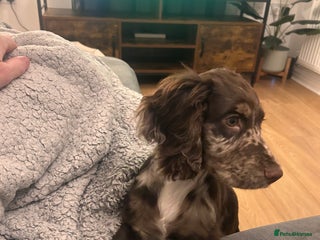 Cocker Spaniel dogs for sale - Advert 1