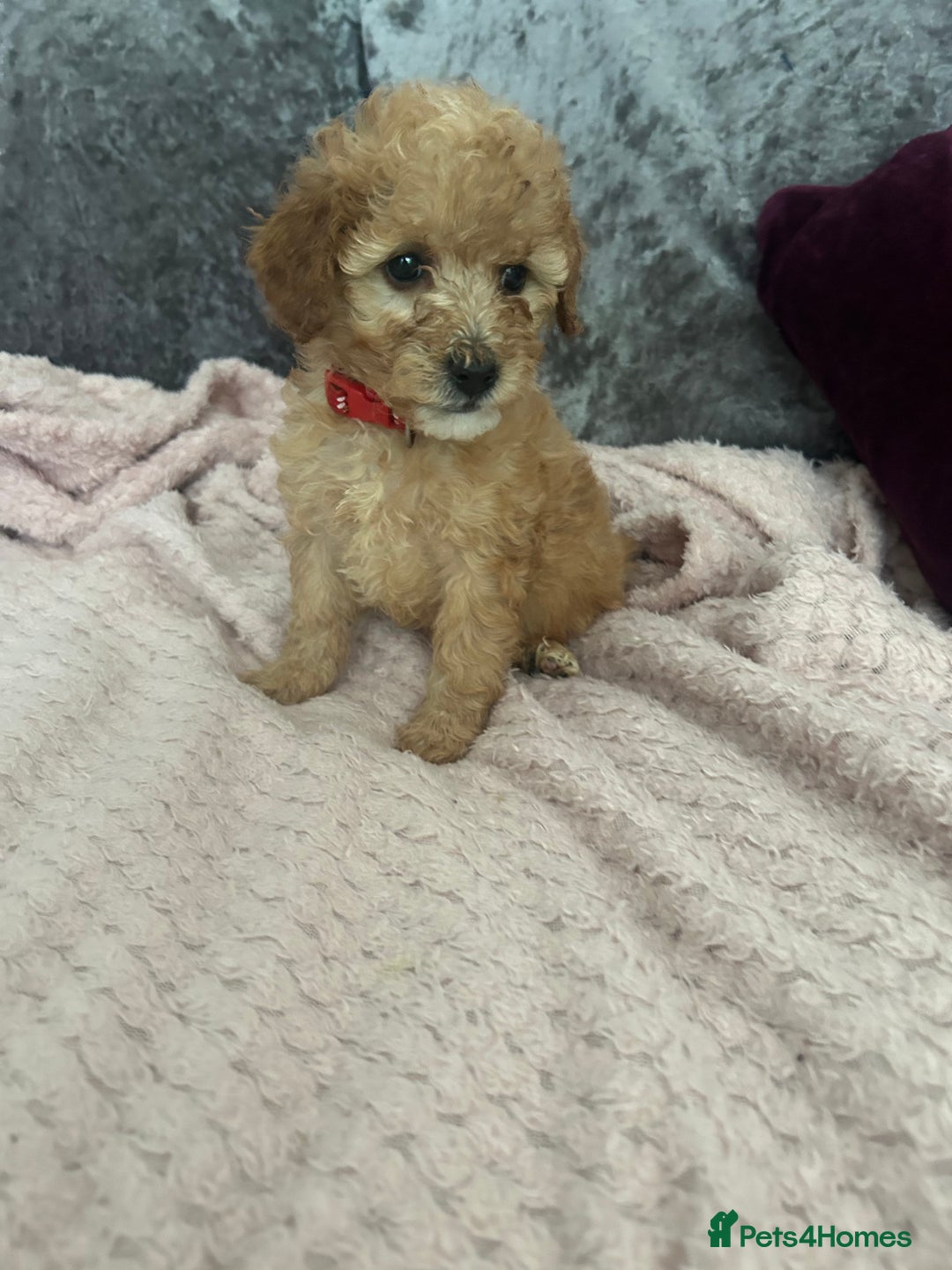 Cavapoo dogs for sale: Girl cavapoo - Advert 3
