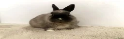 Netherland Dwarf rabbits for sale: Gorgeous Netherland dwarf male rabbit - Advert 4