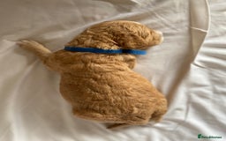 Labradoodle dogs for sale: Beautiful F3b Labradoodle Puppies - Image 11