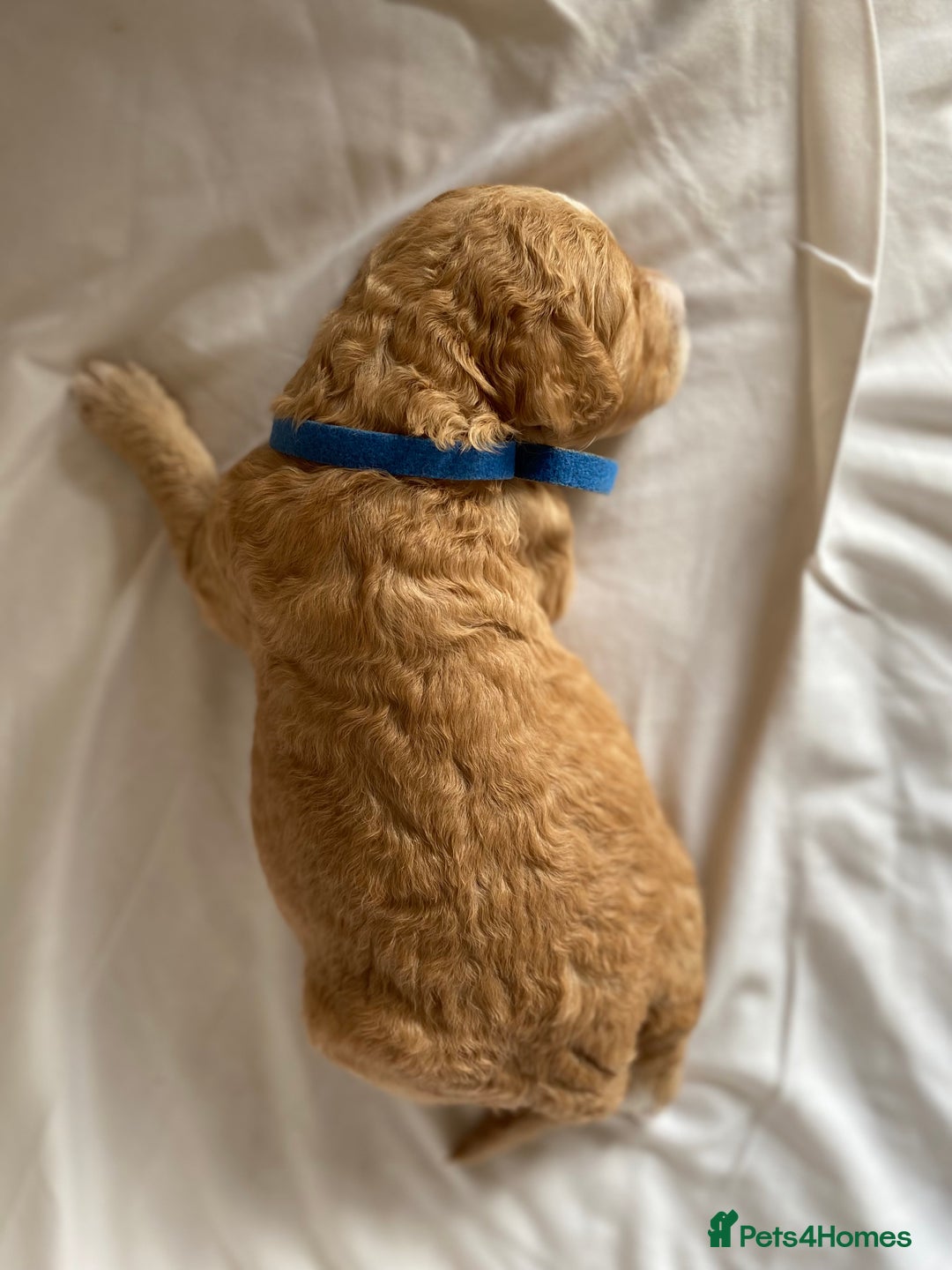 Labradoodle dogs for sale: Beautiful F3b Labradoodle Puppies - Image 11