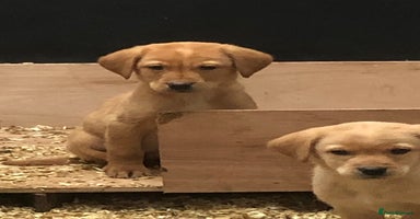Labrador Retriever dogs - Advert 10