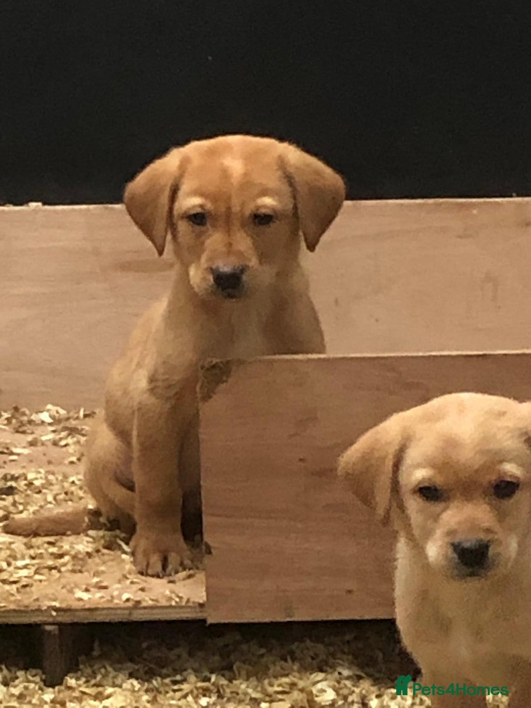 Labrador Retriever dogs for sale: working bred Labrador pups - Image 3