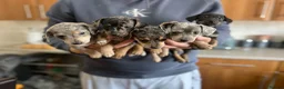 Mixed Breed dogs for sale: Miniature dachshund x Bichon puppies  - Advert 2