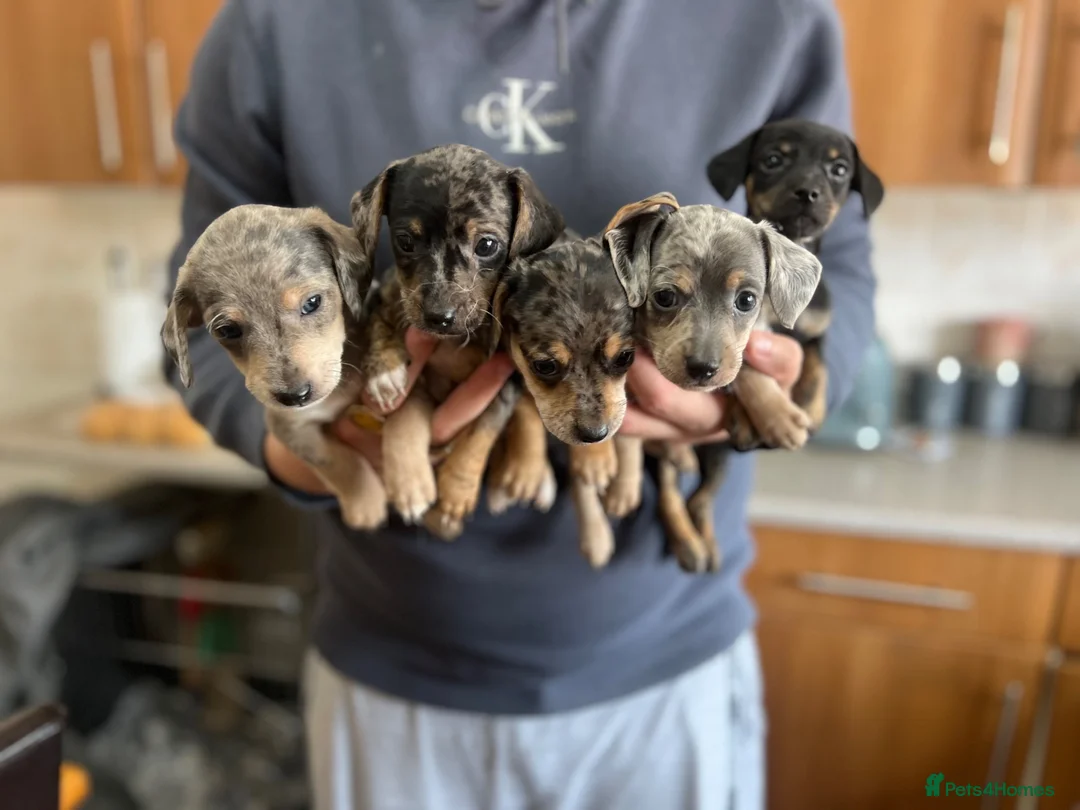 Mixed Breed dogs for sale: Miniature dachshund x Bichon puppies  - Advert 2