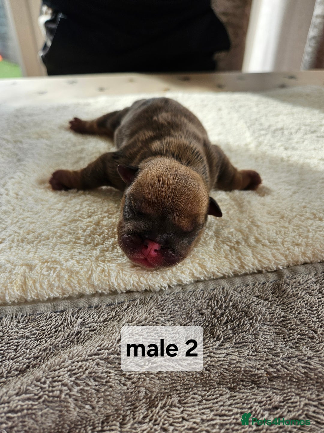 English Bulldog dogs for sale: Kennel club registered English bulldog puppies  - Image 9