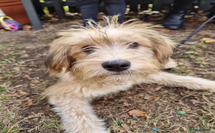 Mixed Breed dogs - Advert 7