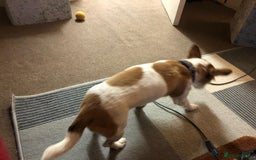 Mixed Breed dogs for sale: Free  - Advert 6