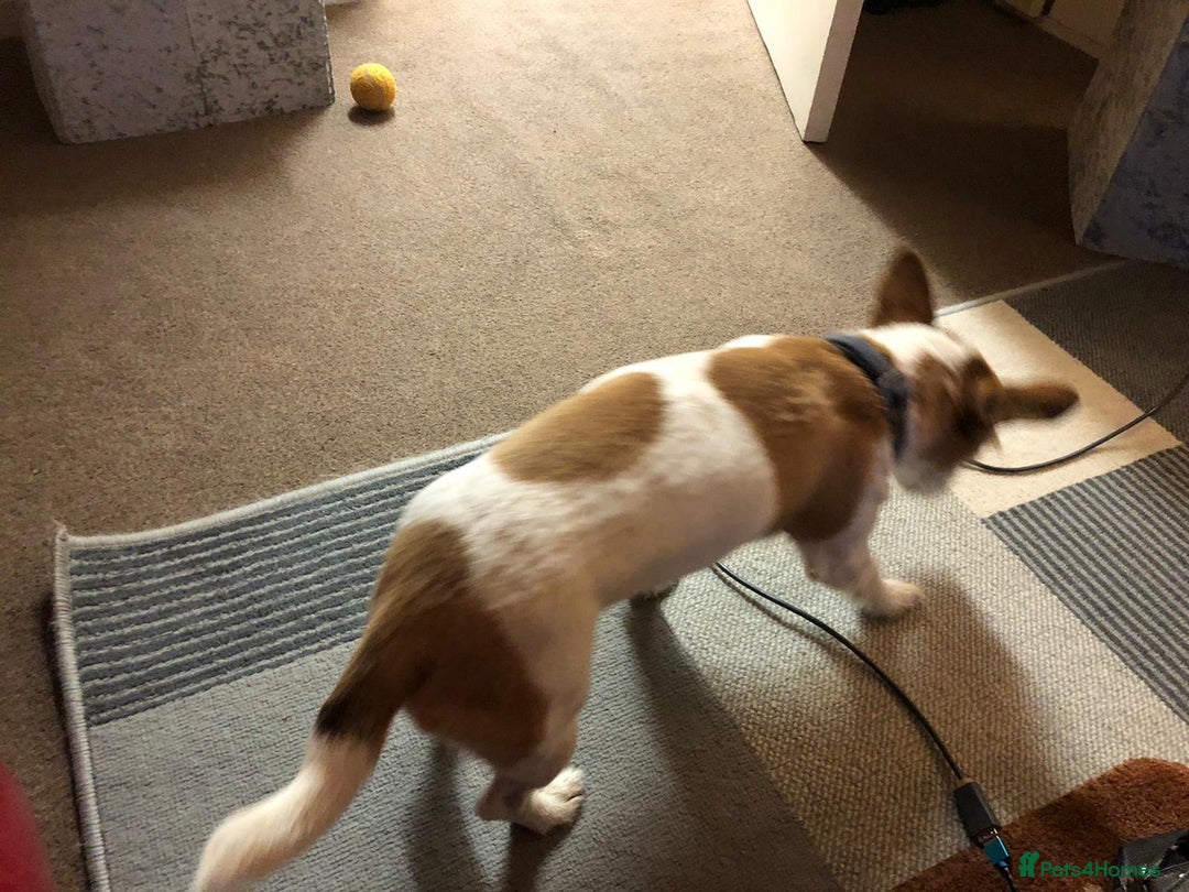 Mixed Breed dogs for sale: Free  - Advert 6