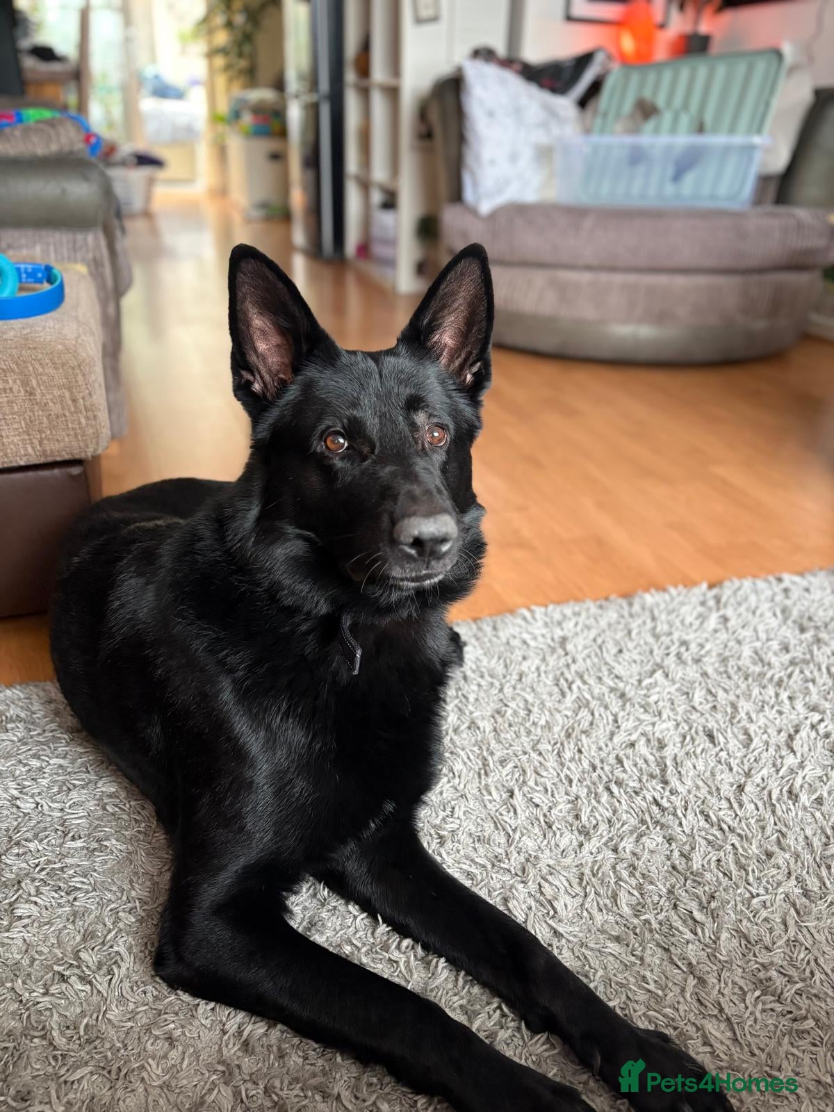 Mixed Breed dogs for sale: Family Dog needing to be rehomed - Advert 2