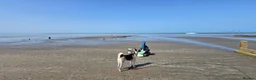 Huskita dogs for sale: Akita with 6% husky (Huskita) - Advert 14