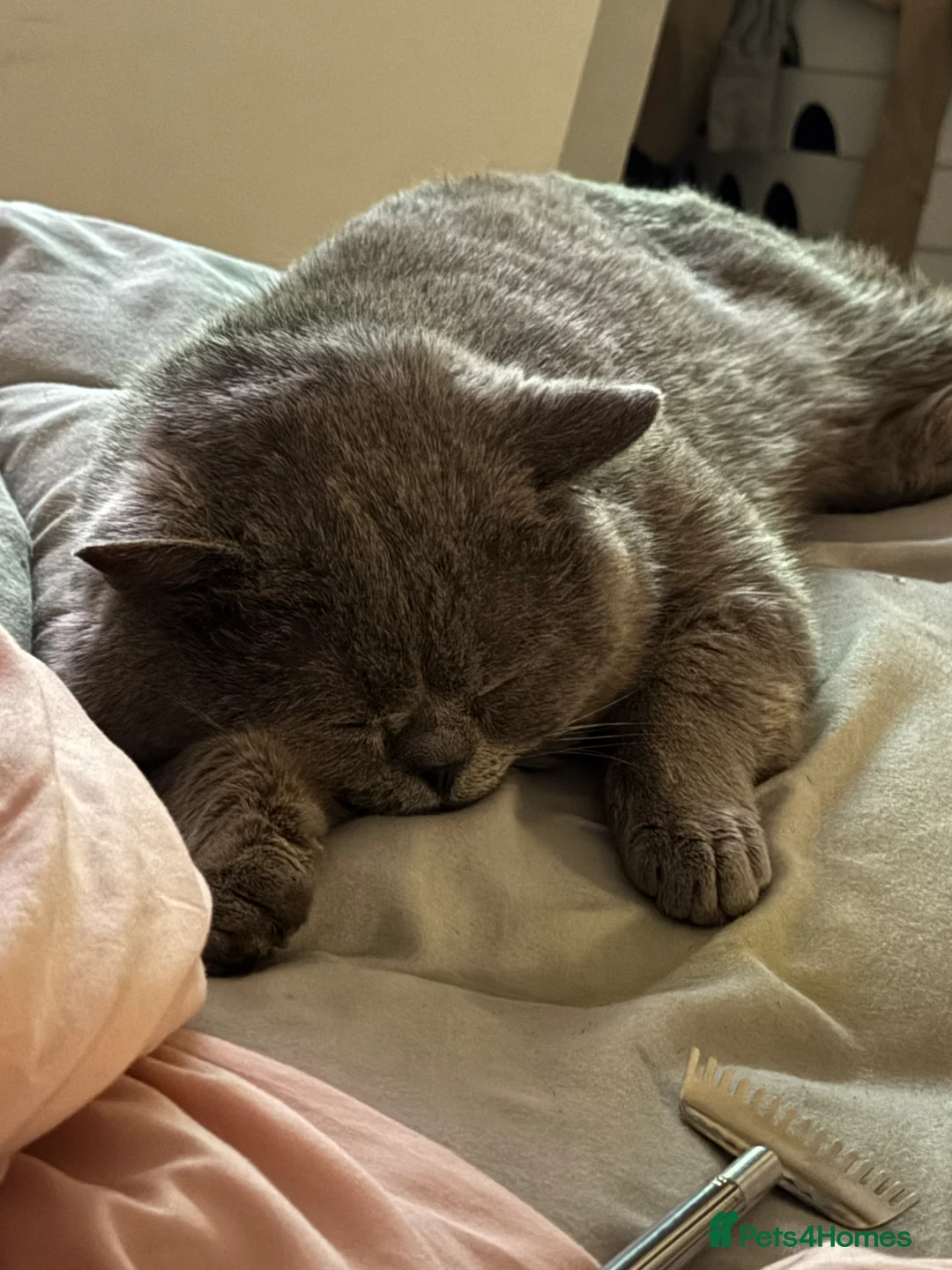 British Shorthair cats for sale: Bsh gccf registered  - Advert 1