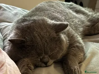 British Shorthair cats Bsh gccf registered - Advert 13