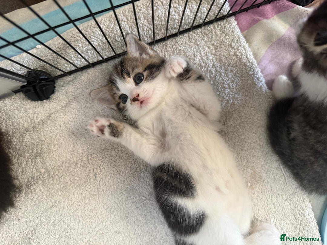 British Shorthair cats for sale: BRITISH BLUE SHORTHAIR X DOMESTIC LONGHAIR  - Image 3