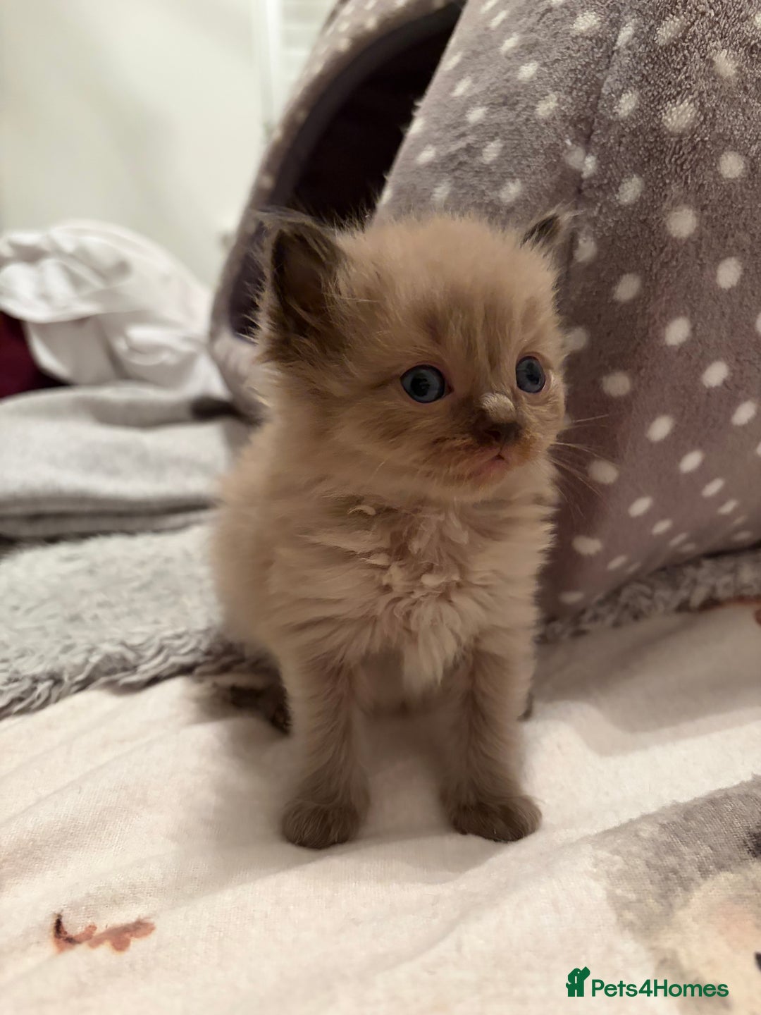 Ragdoll cats for sale: Beautiful Ragdoll Kittens For Sale  - Advert 9