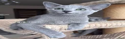 Russian Blue cats for sale: Two Beautiful Pedigree Russian Blue Girls - Advert 7
