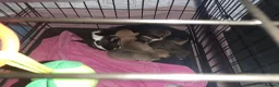 Chihuahua dogs for sale: AVAILABLE: PRICE LOWERED - Advert 13