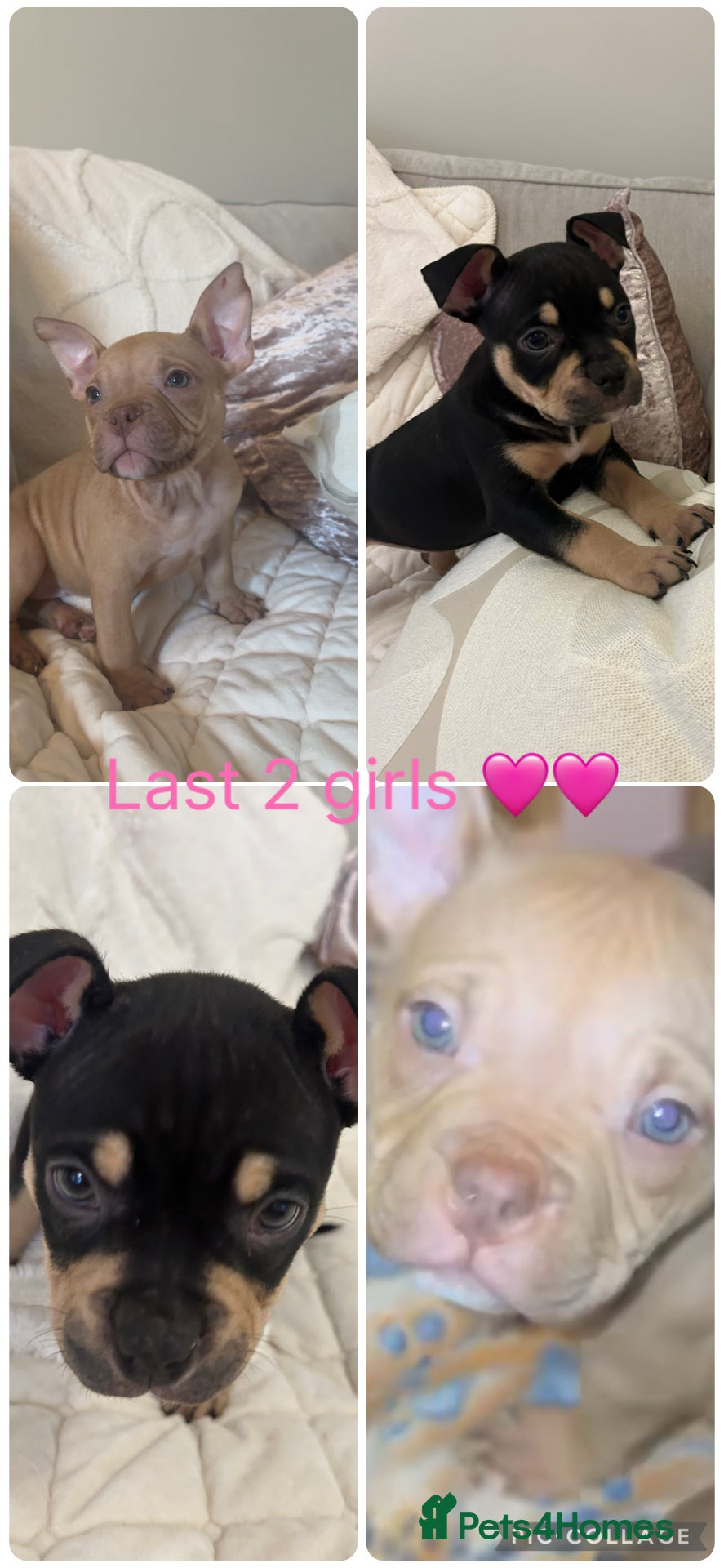 American Bully dogs REDUCE READY TO GO ABKC Registered pocket bully  - Advert 17