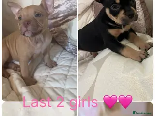 American Bully dogs REDUCE READY TO GO ABKC Registered pocket bully - Advert 17